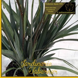 daniella près de salon de provence à la jardinerie taberner fleurs