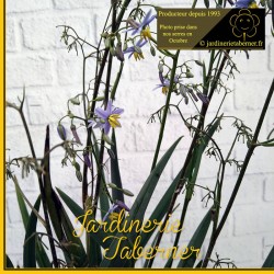 daniella près de salon de provence à la jardinerie taberner fleurs