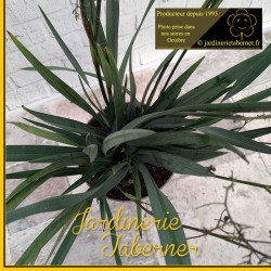 daniella près de salon de provence à la jardinerie taberner fleurs
