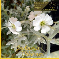 cerastium tomentosum près de salon de provence à la jardinerie taberner fleurs