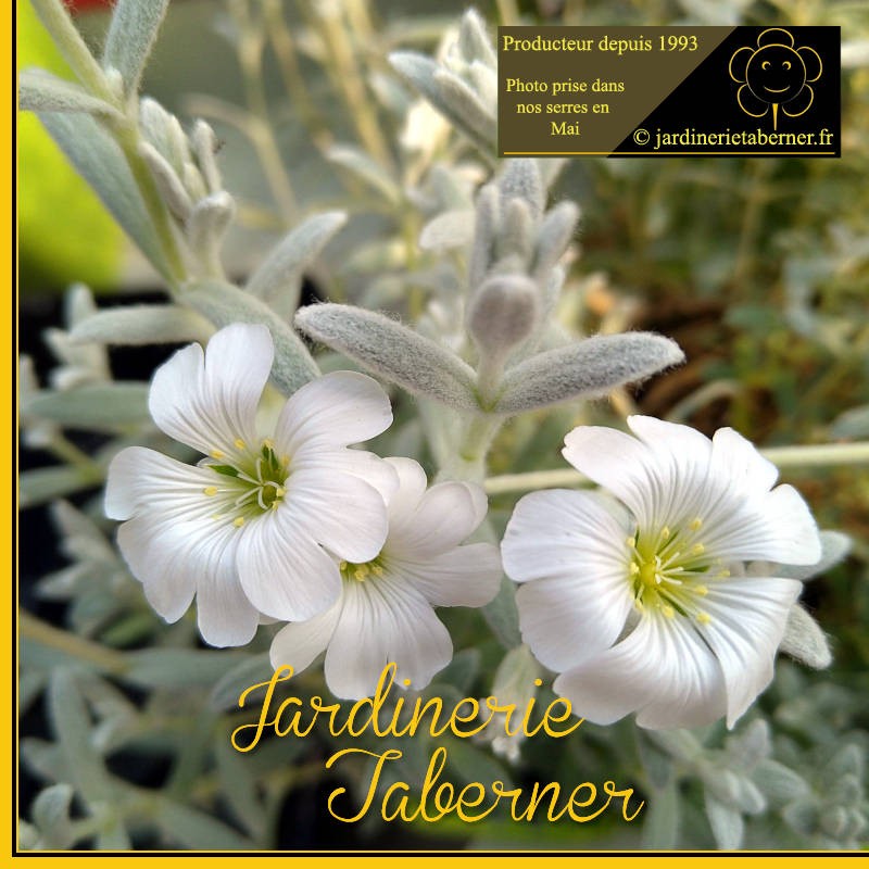 cerastium tomentosum près de salon de provence à la jardinerie taberner fleurs