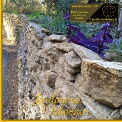 aptenia cordifolia à la jardinerie taberner fleurs près de salon de provence