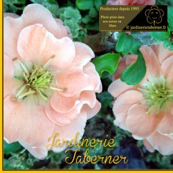 cognassier à la jardinerie taberner fleurs près de salon de provence.