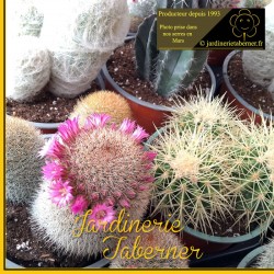 cactus et plantes grasses à la jardinerie taberner fleurs près de salon de provence.