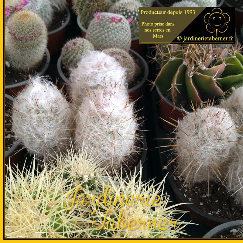 cactus et plantes grasses à la jardinerie taberner fleurs près de salon de provence.