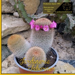 cactus et plantes grasses à la jardinerie taberner fleurs près de salon de provence.