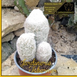 cactus et plantes grasses à la jardinerie taberner fleurs près de salon de provence.