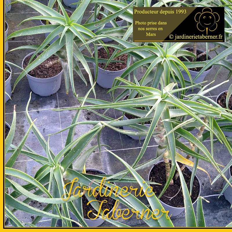 aloe striatula à la jardinerie taberner fleurs près de salon de provence