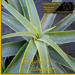 Cordyline à la jardinerie taberner fleurs près de salon de provence.